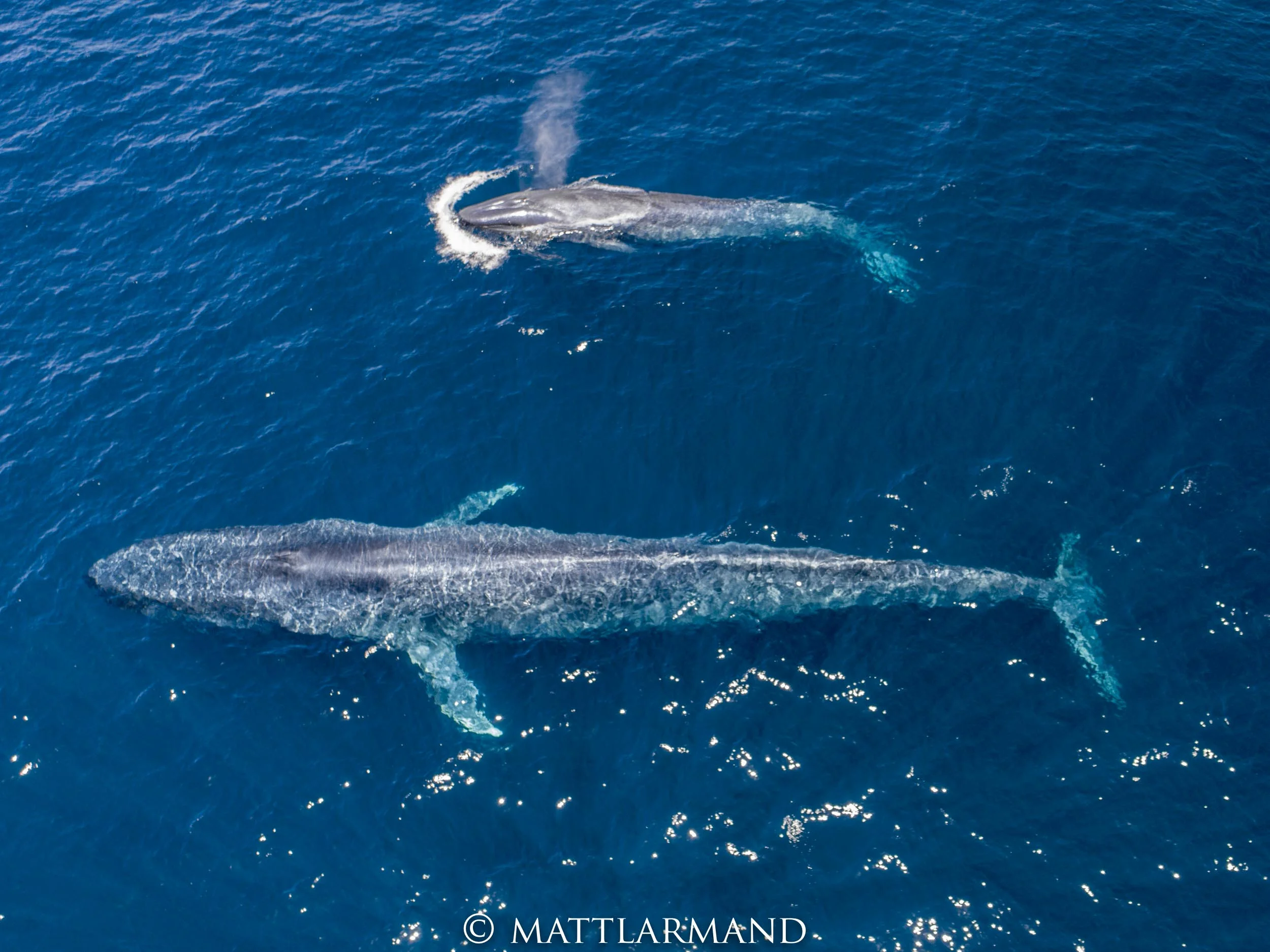 giant baby blue whale