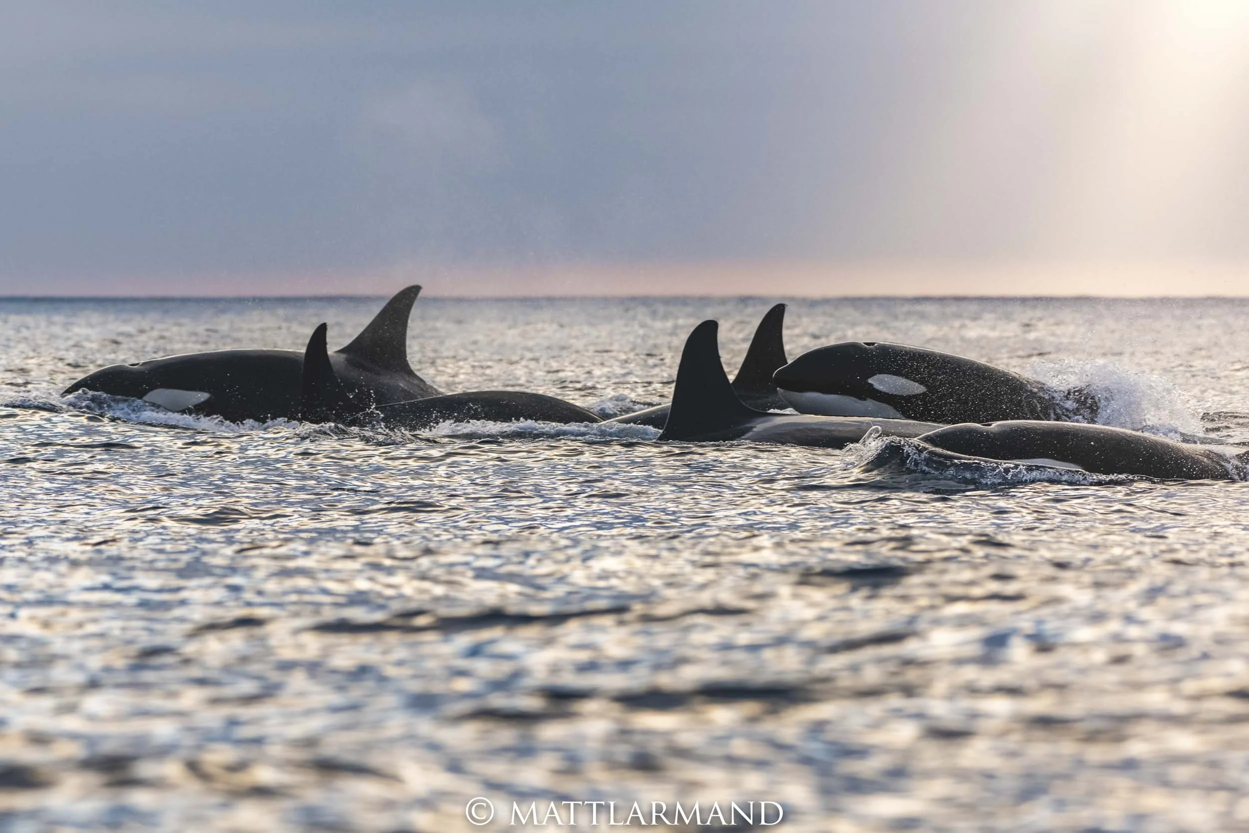 Orca Family