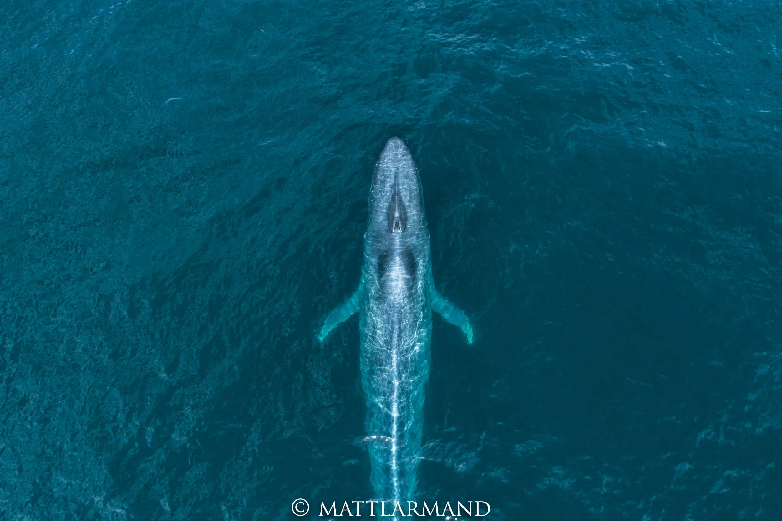 Big Blue