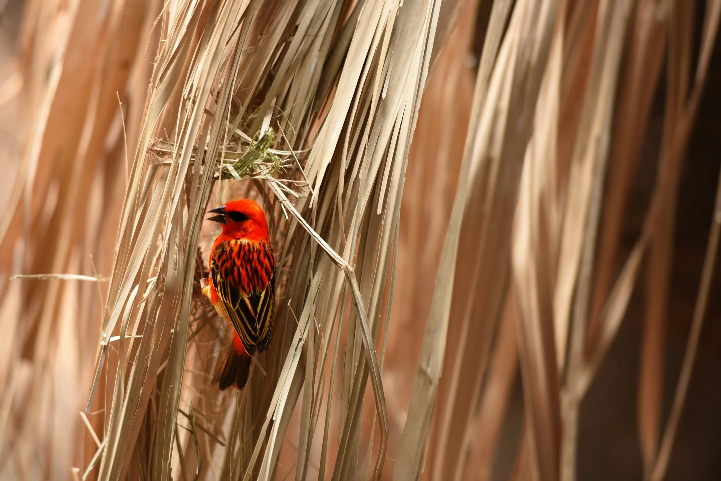 Bird_in_Grass_20160514_Bronx_Zoo_Birdathon_037.JPG