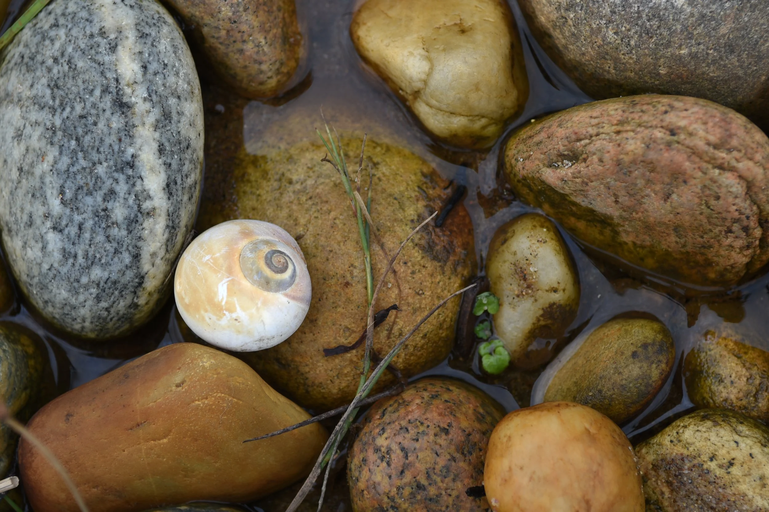 Sea_Snail_20151005_Montauk_Lighthouse_Camp_Hero_071.JPG