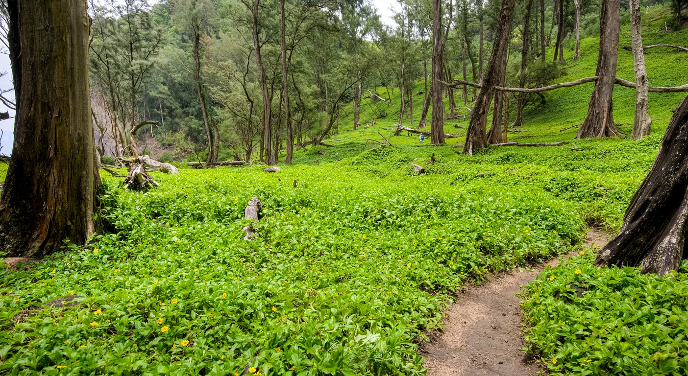 Pololu Valley Ground cover