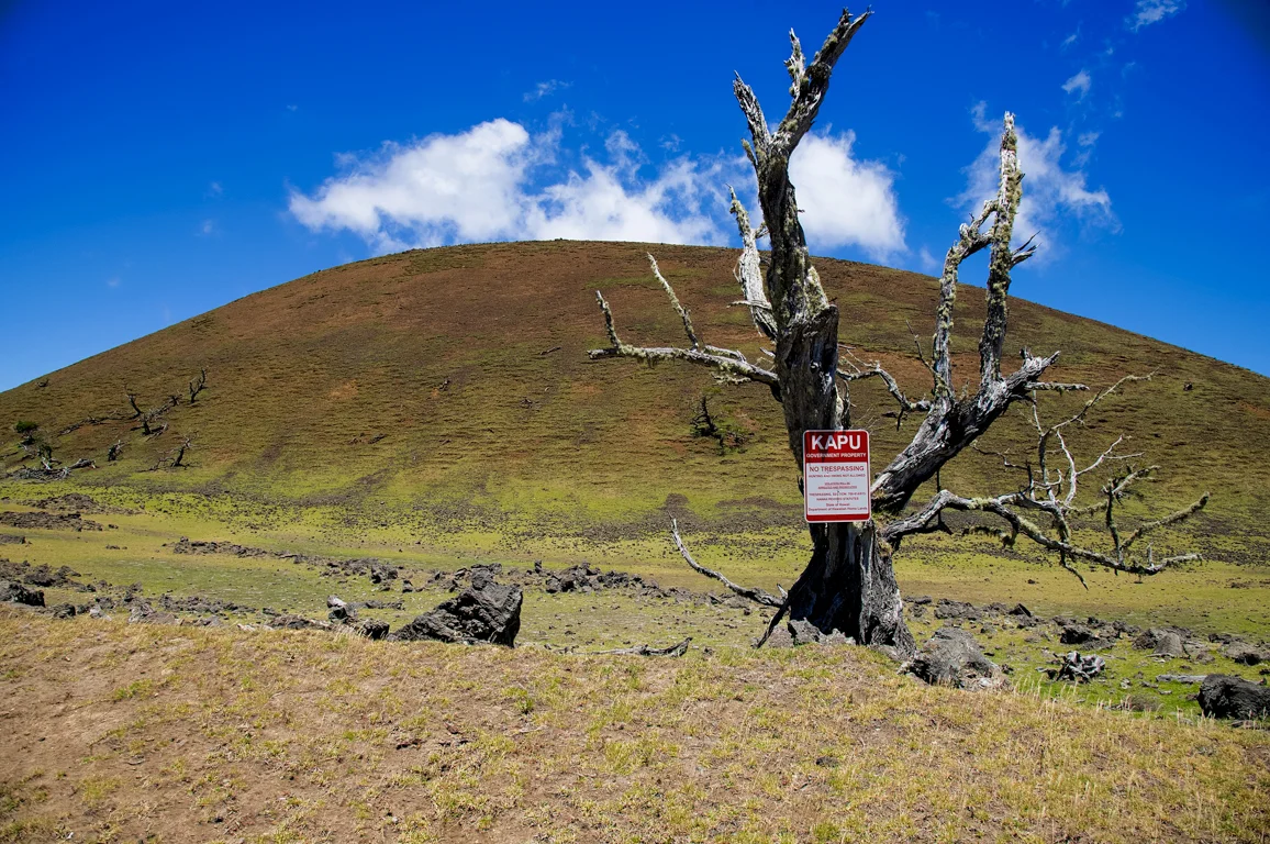 Kapu Tree