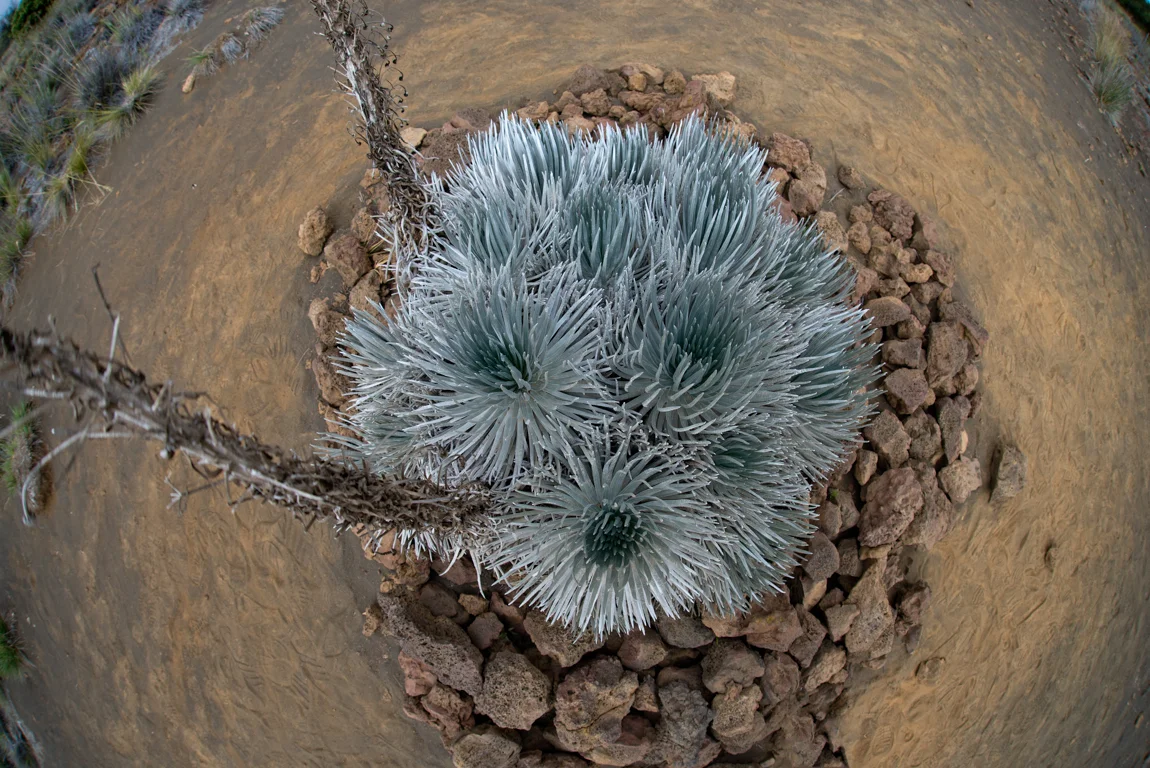 The Mauna Kea silversword, Argyroxiphium sandwicense subsp. sandwicense