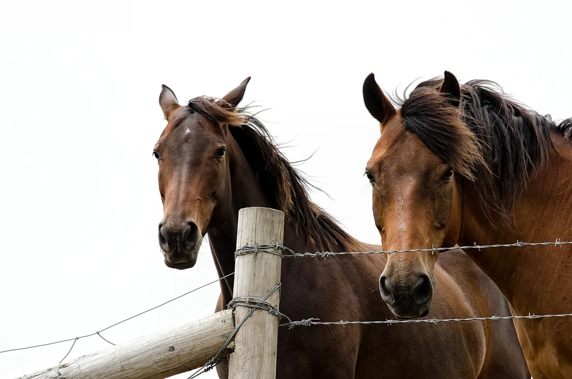 Horses