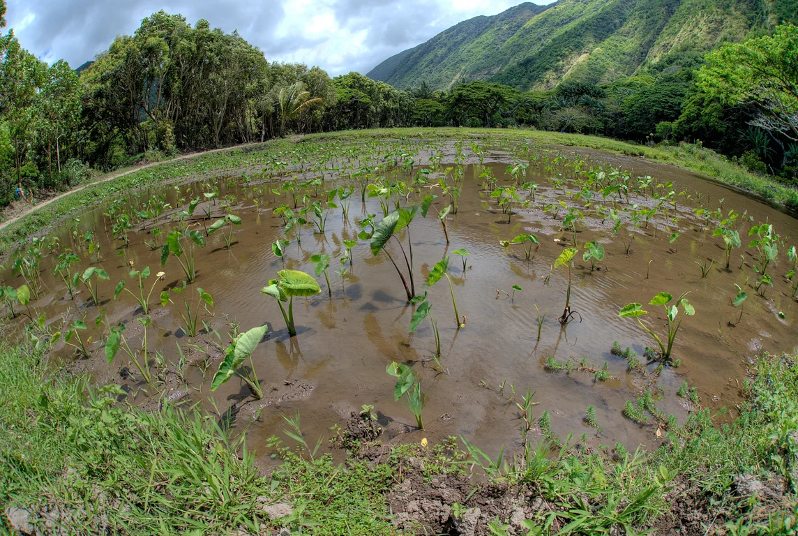 taro fields.jpg