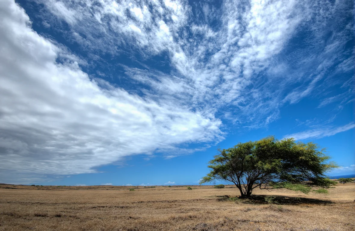 tree south point.jpg