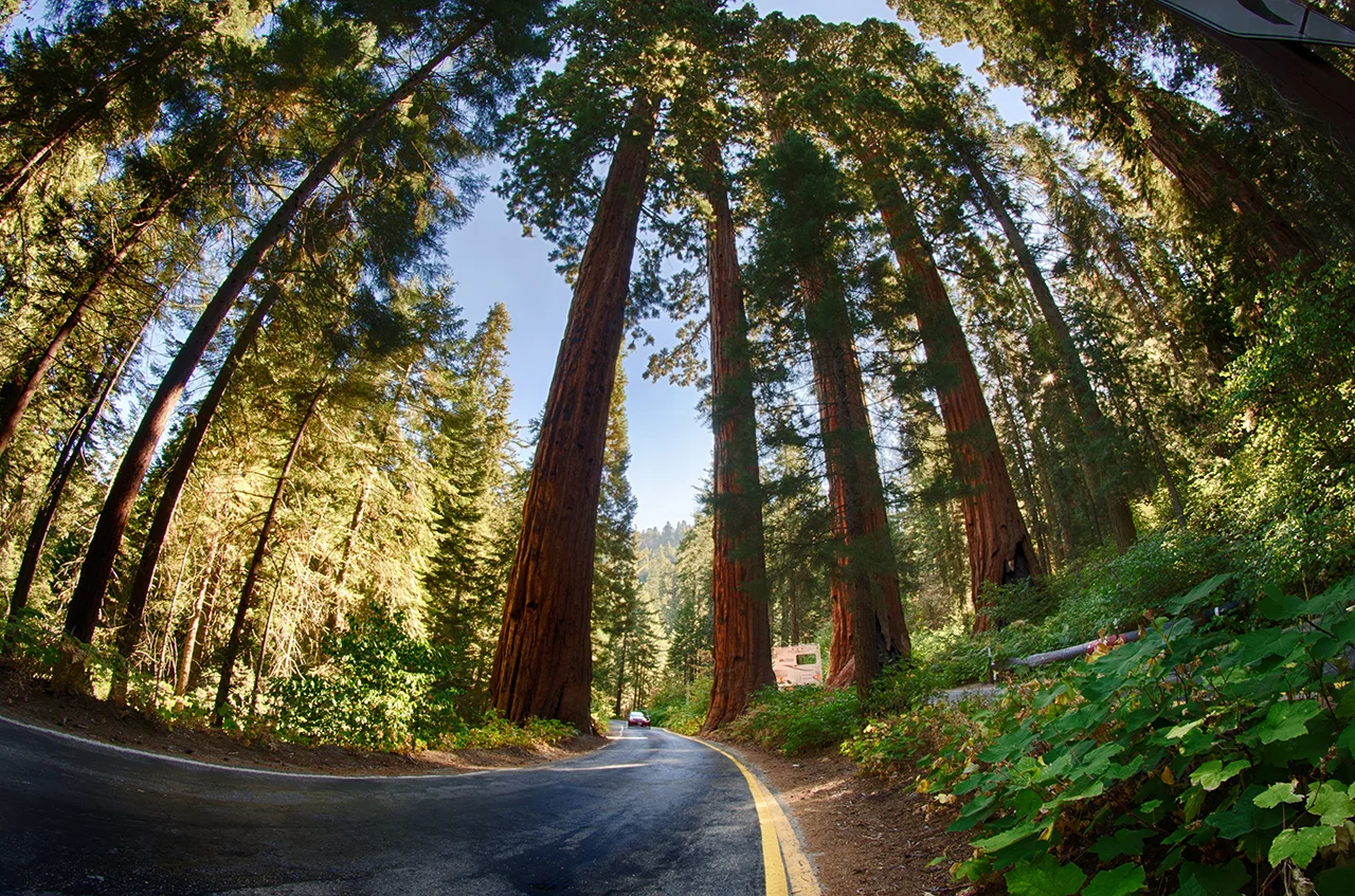 sequoias fisheye small.jpg