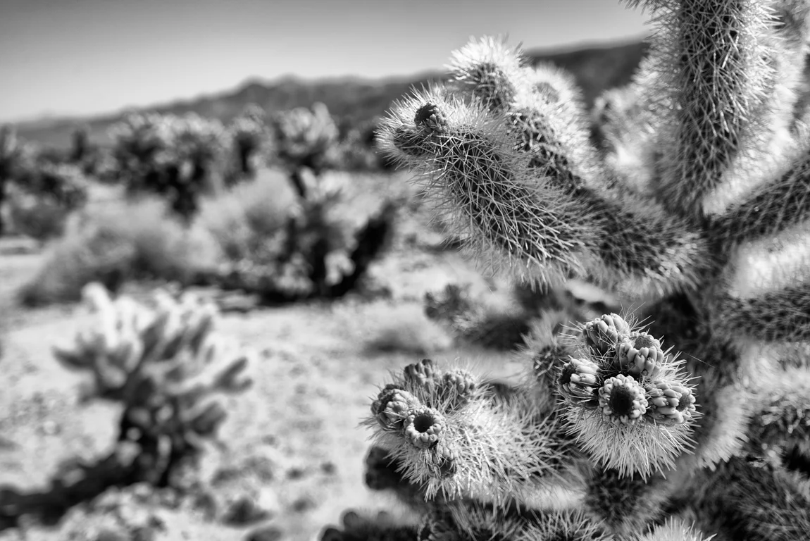 cacti4 bw.jpg