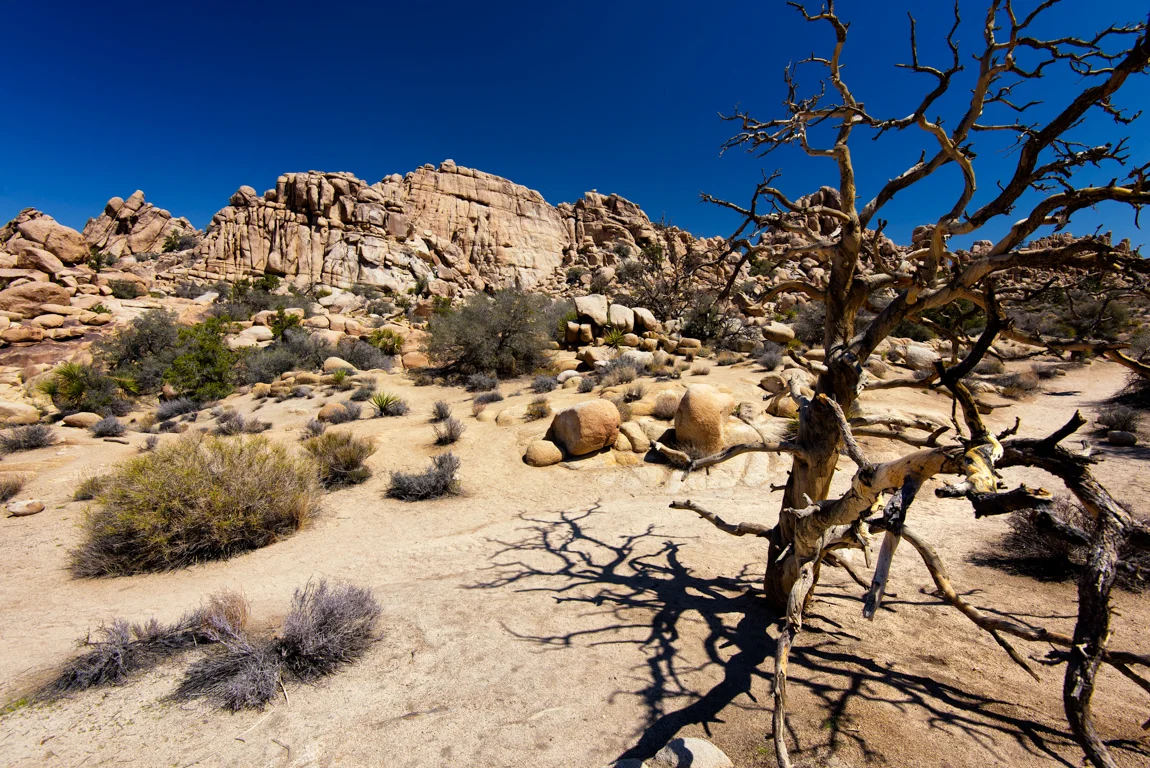 dead trees.jpg