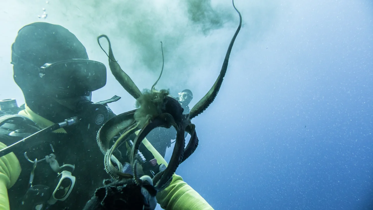Diver with an octopus inking