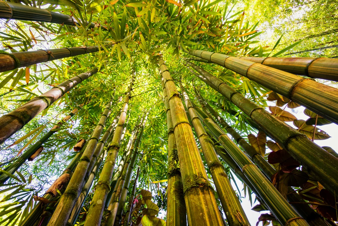 Bamboo forest Maui