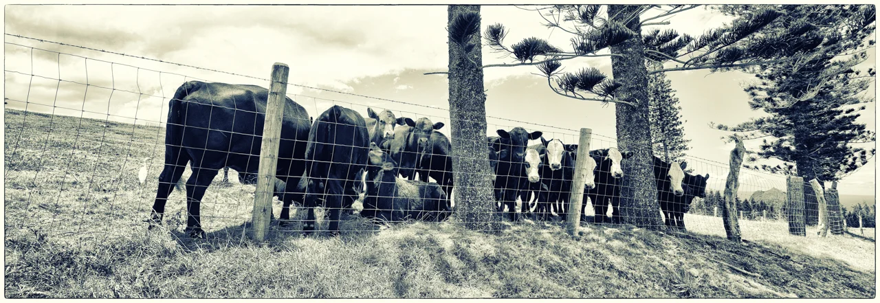 Maui cows (from the colorblind sessions)