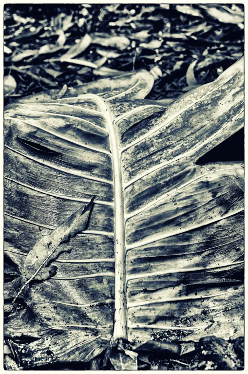 Foliage
