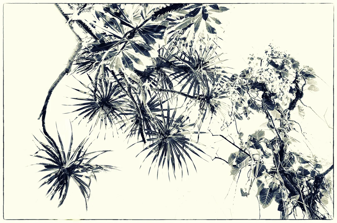 Abstract foliage (from the colorblind sessions)