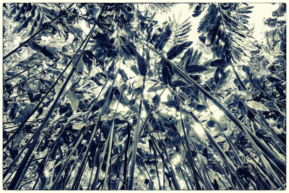 Forest (from the colorblind sessions)