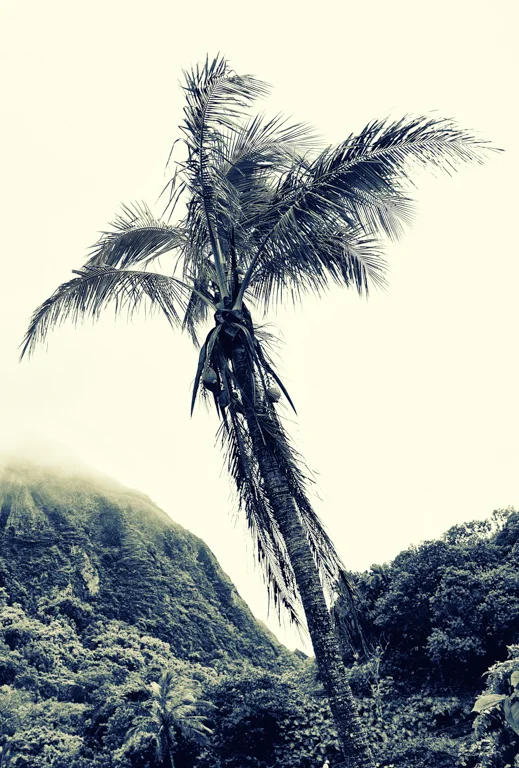 iao valley palm tree.jpg