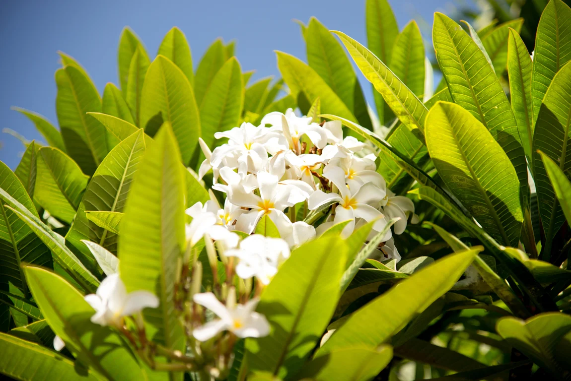 lahaina tree flowers (1 of 1).jpg