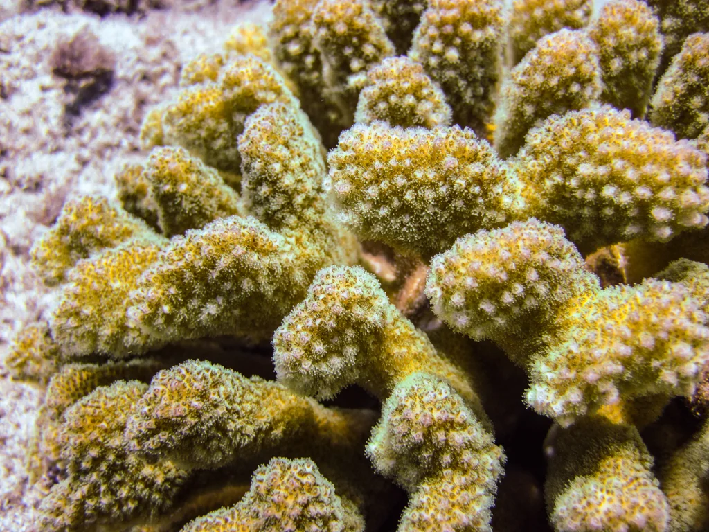 pocillipora close up honoloua bay.jpg