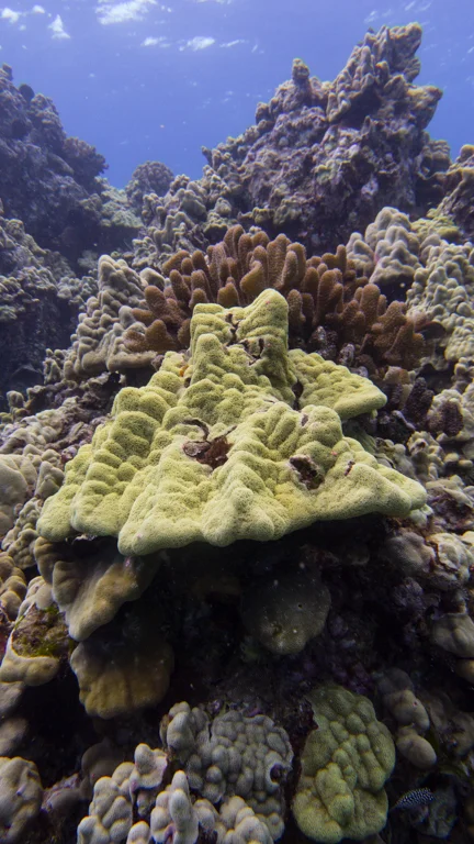reef colonies 5 caves.jpg