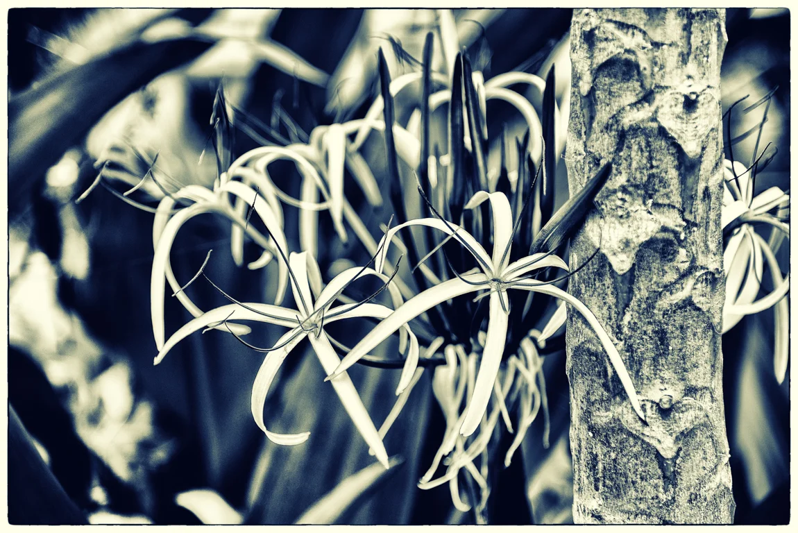 road to hana flower.jpg