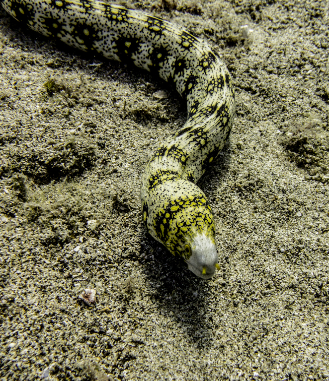 snowflake eel echidna nebulosa.jpg
