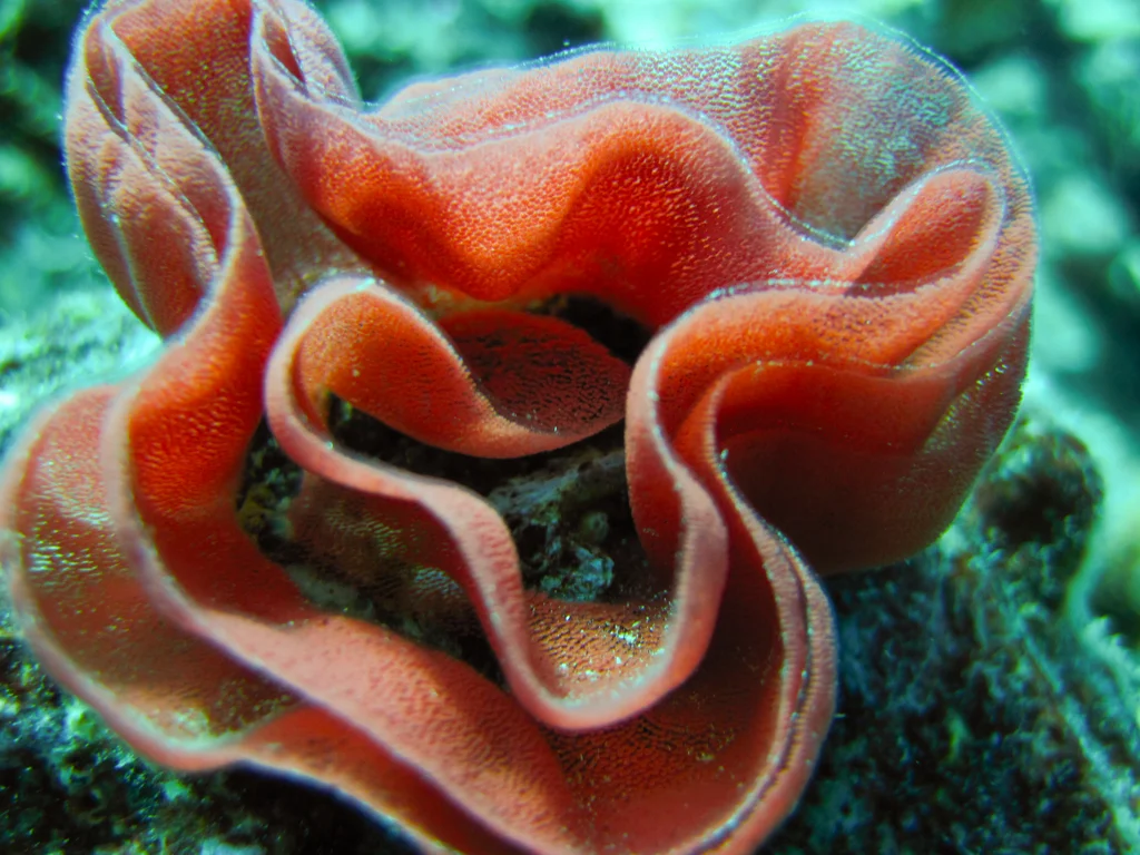 spanish dancer eggs 2.jpg