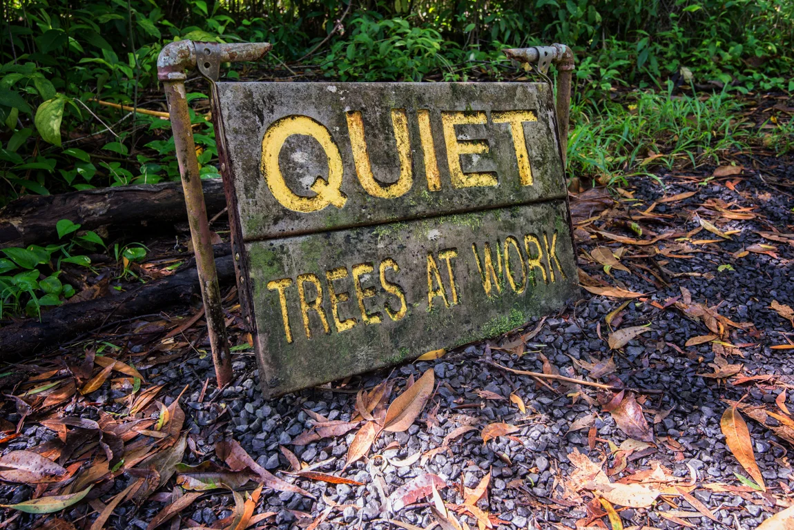 trees at work.jpg