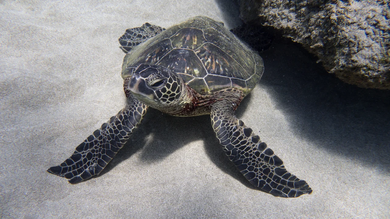 turtle at honolua bay.jpg