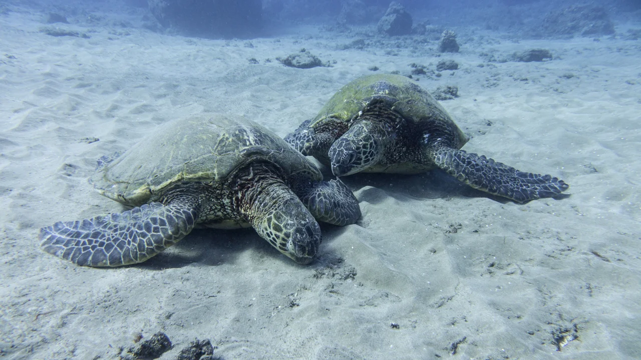 turtles resting 5 vaces.jpg
