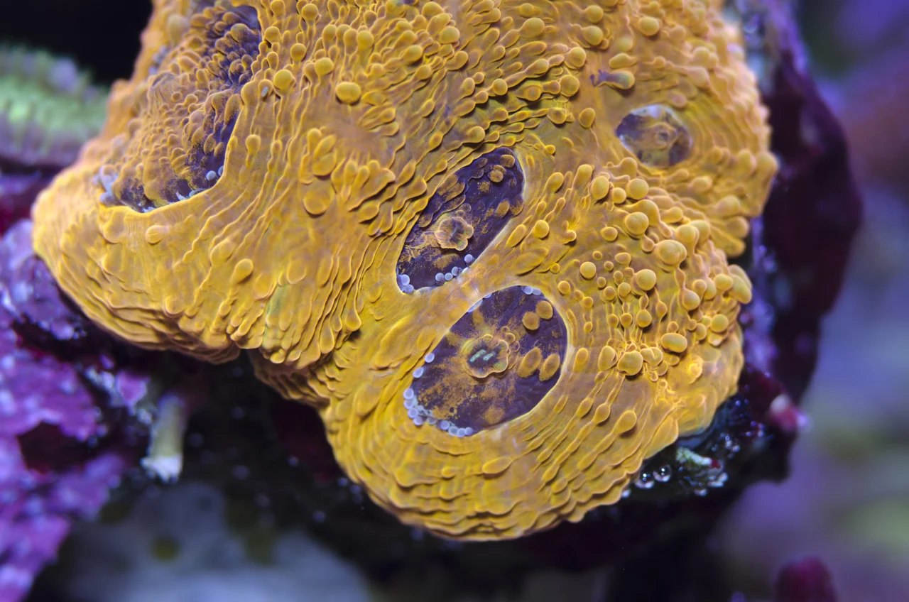 acanastrea echinata.jpg