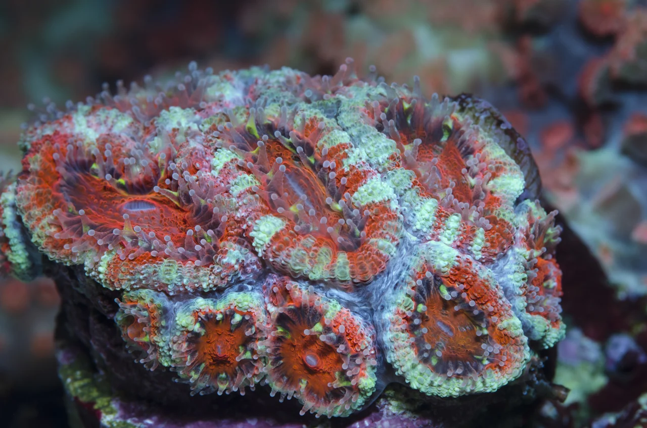 acanastrea sp.jpg