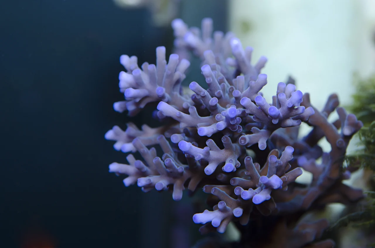 acropora echinata.jpg