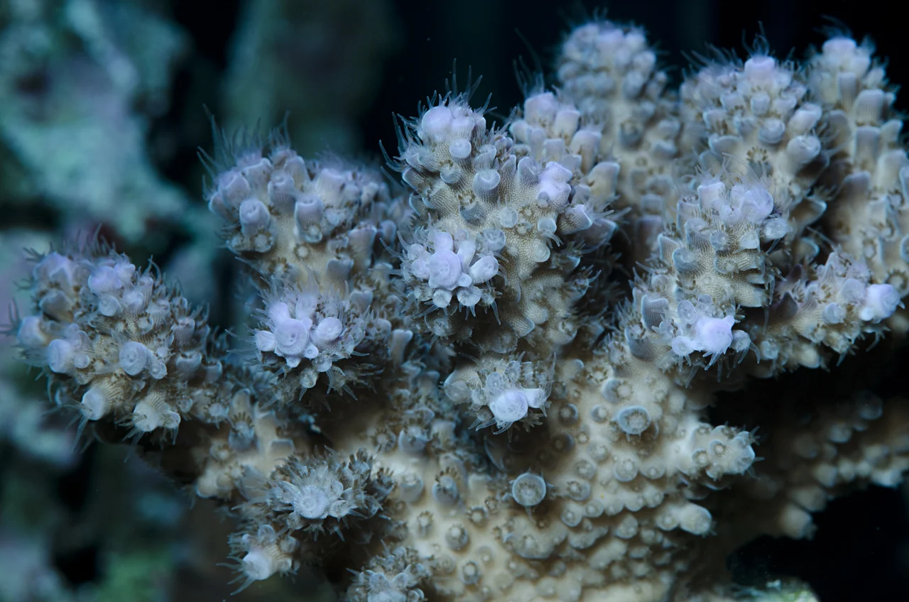 acropora open polyps.jpg