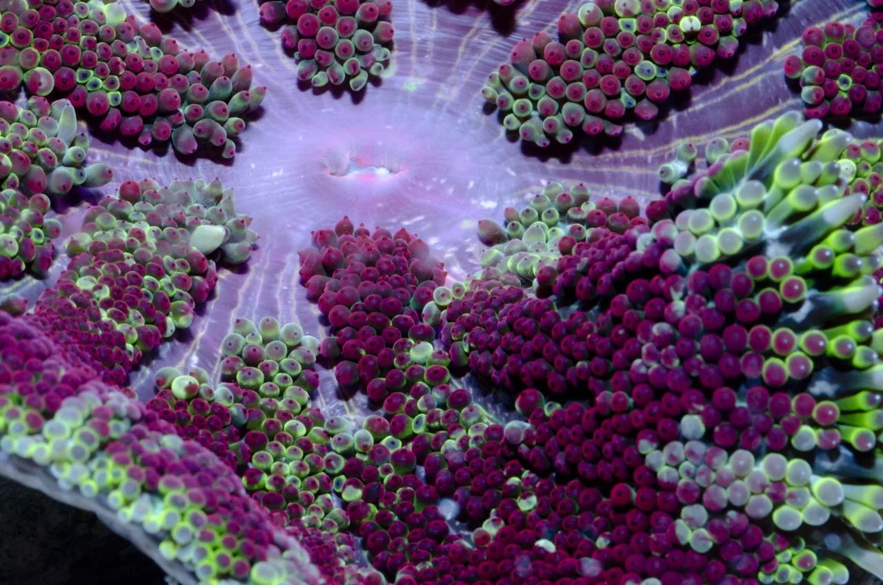 anemone.jpg