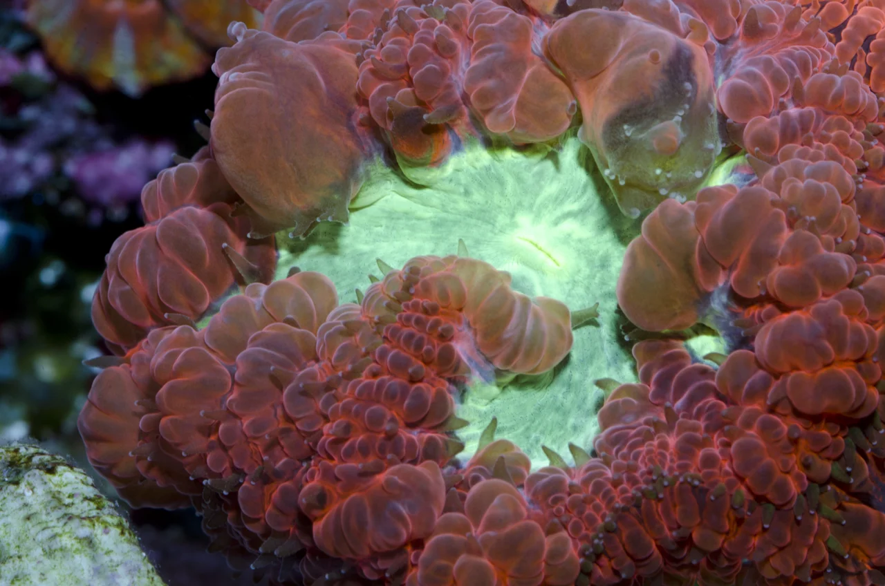 blastomussa closeup.jpg
