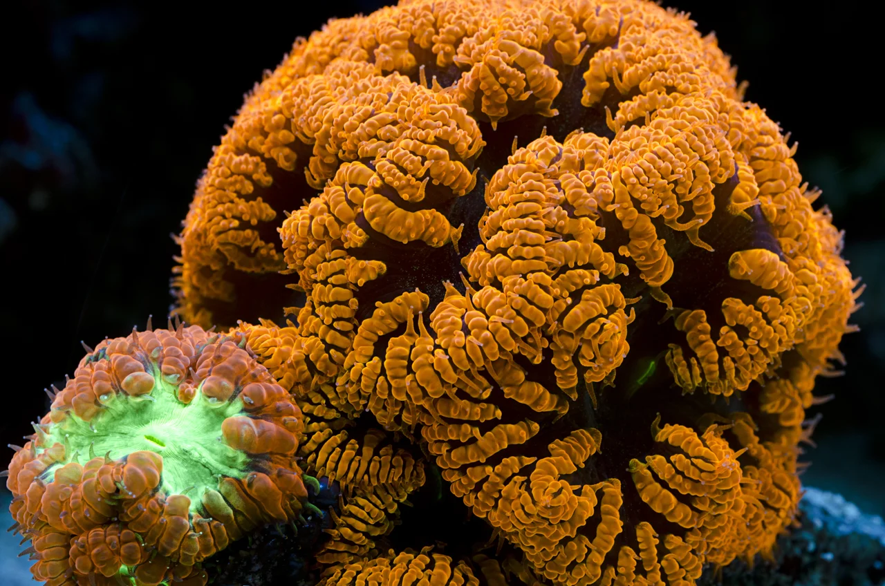 blastomussa sp 2.jpg