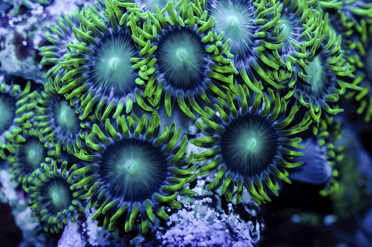 blue zoanthids.jpg