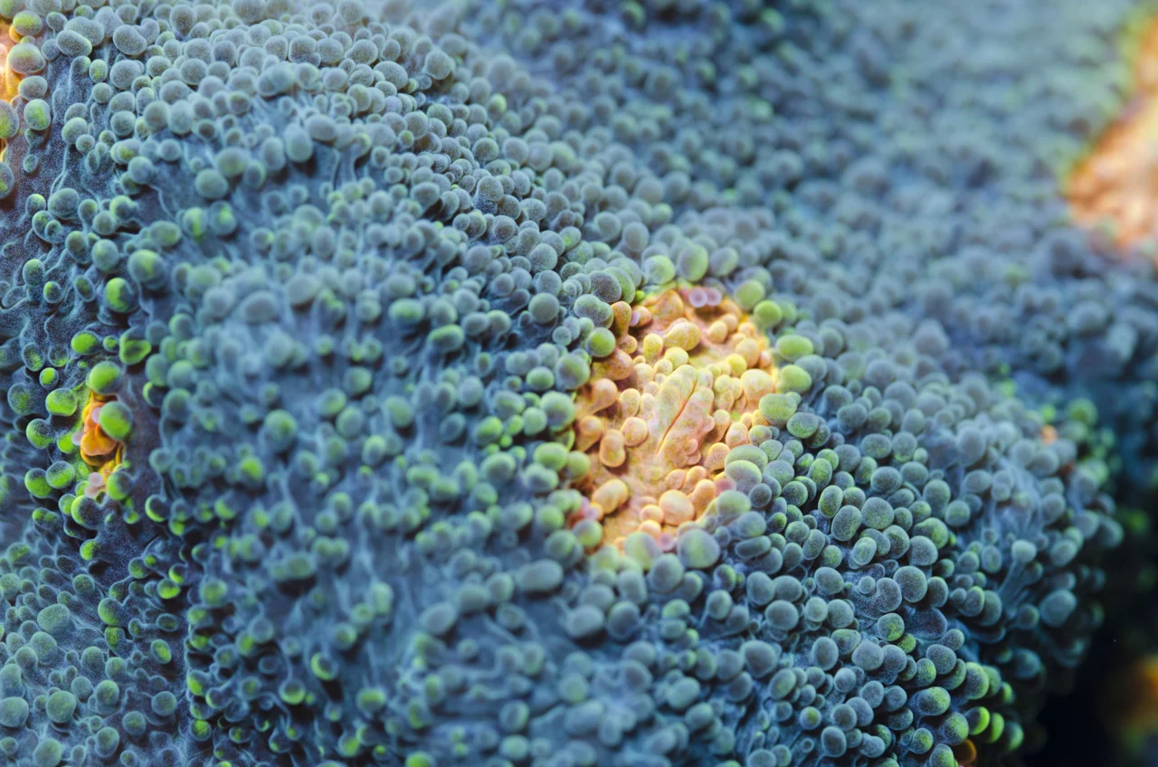 chalice coral.jpg