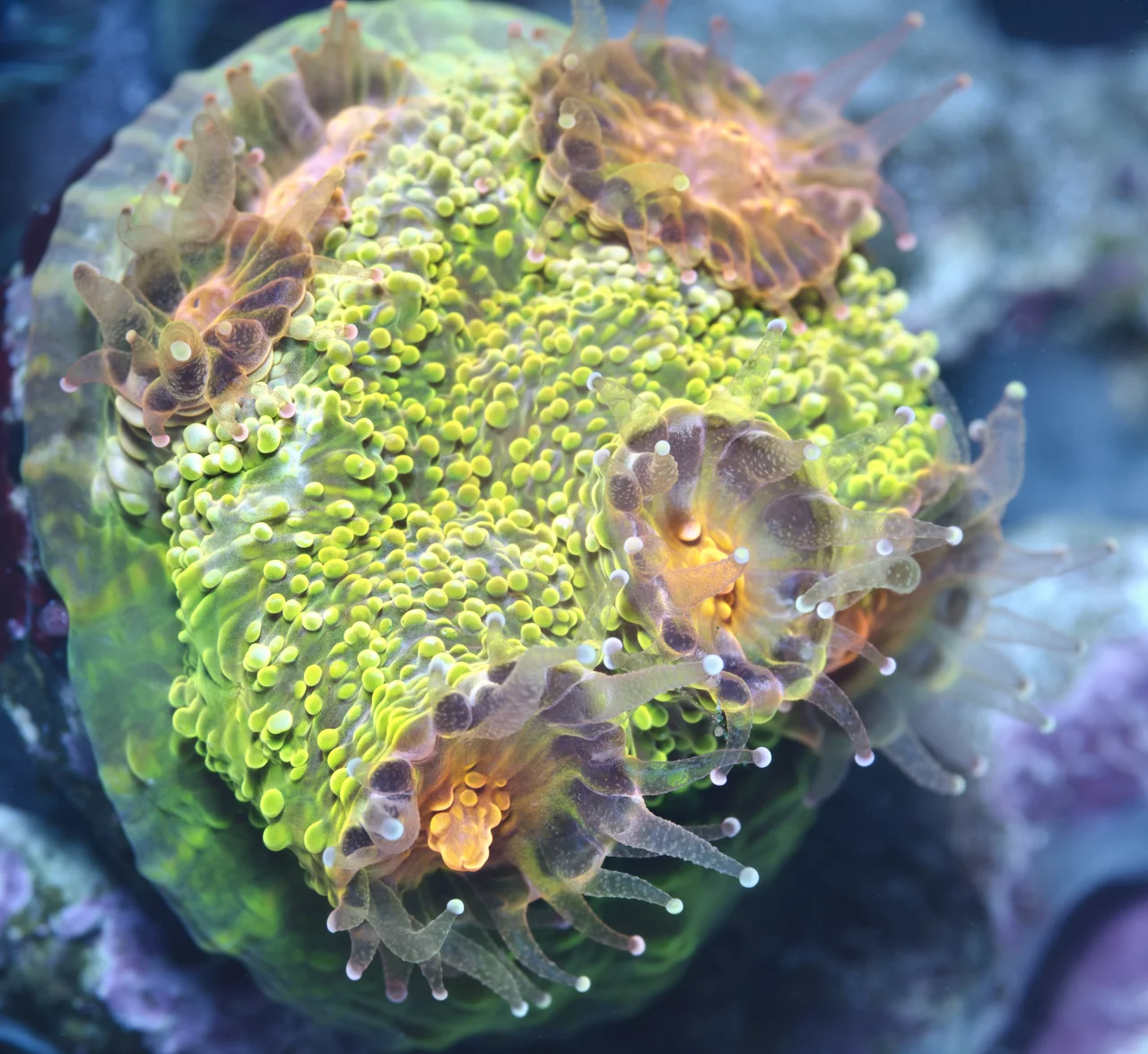 chalice polyps.jpg