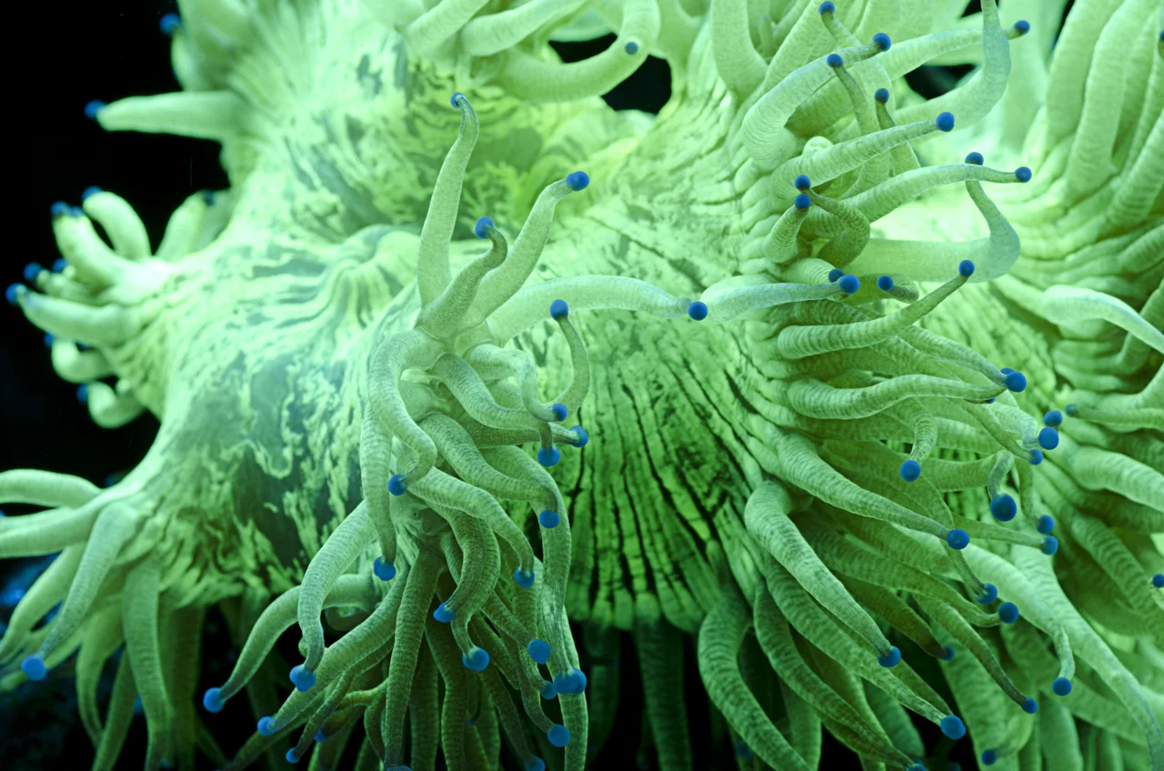 Elegance Coral (Catalaphyllia jardinei) 2.jpg