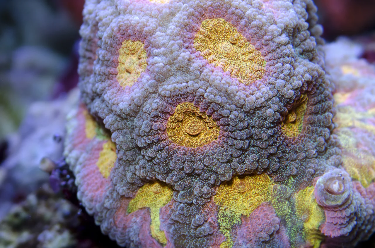 favia sp.jpg