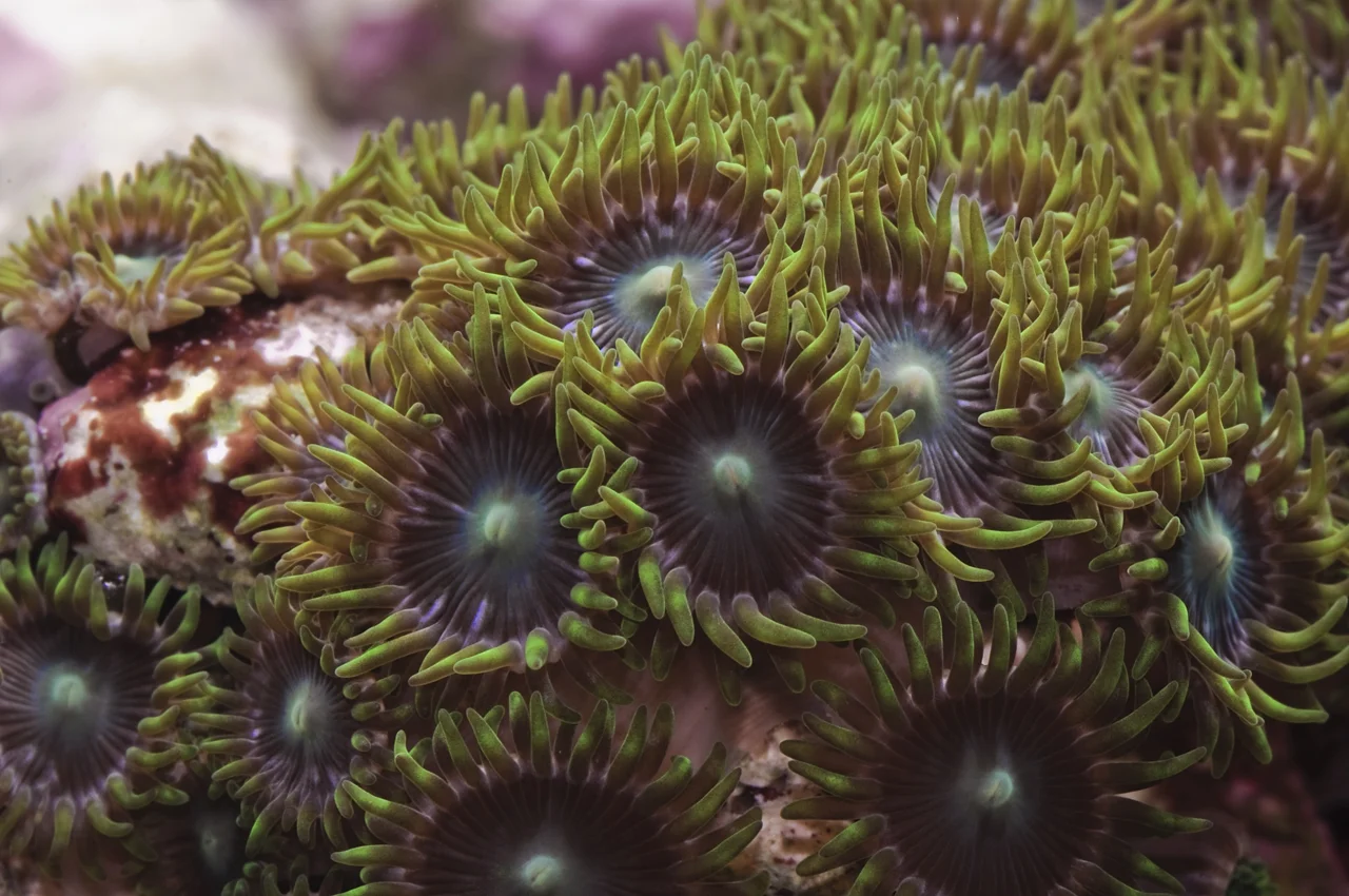 green zoanthids.jpg