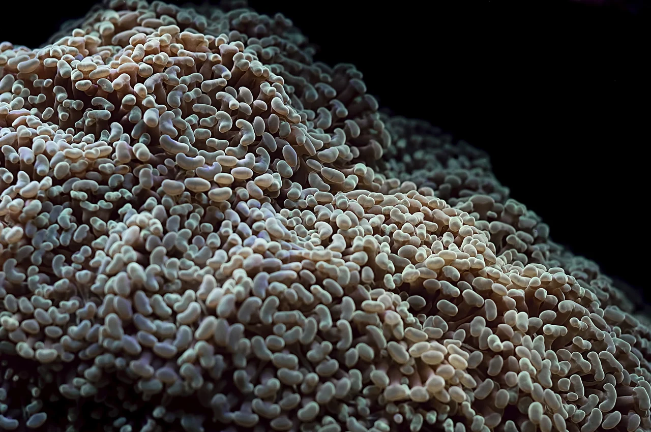 Hammer Coral (Euphyllia ancora) tentacles.jpg