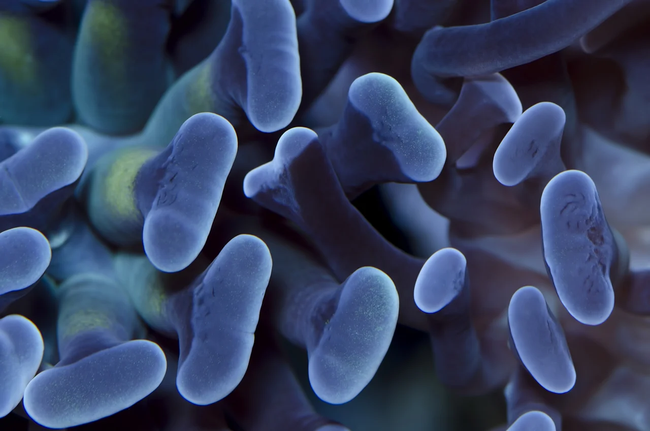 hammer coral tentacles.jpg