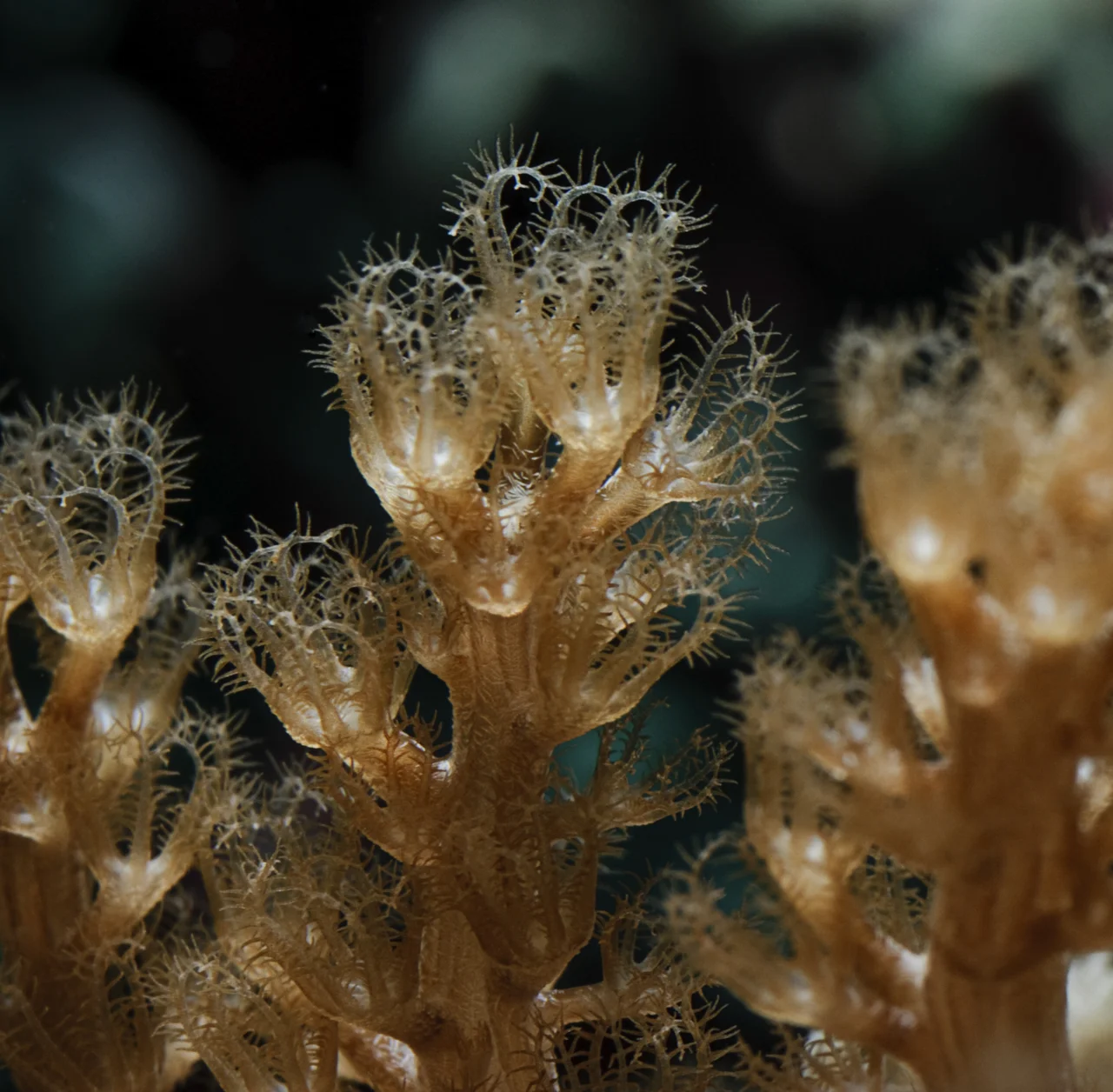 Kenya Tree Coral (Capnella sp.).jpg