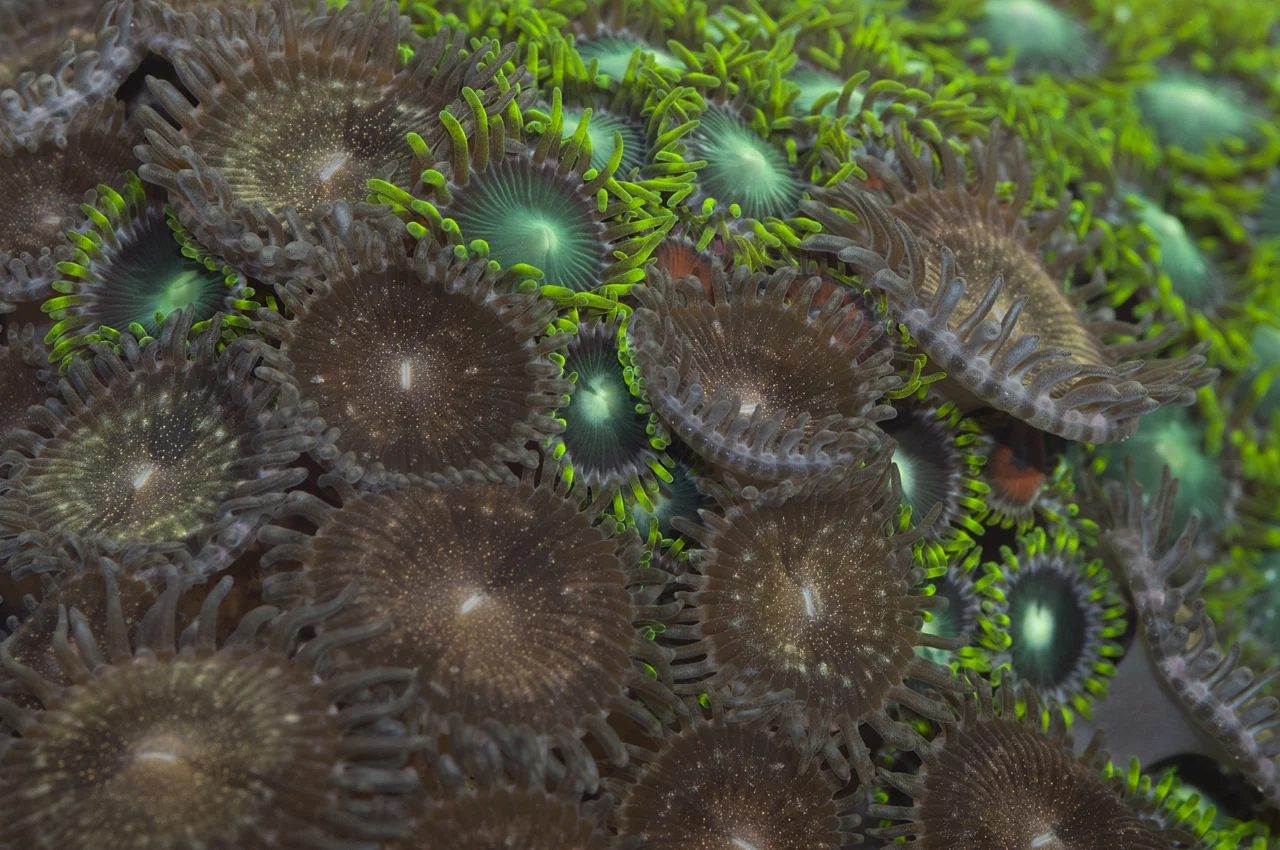 mixed zoanthids.jpg