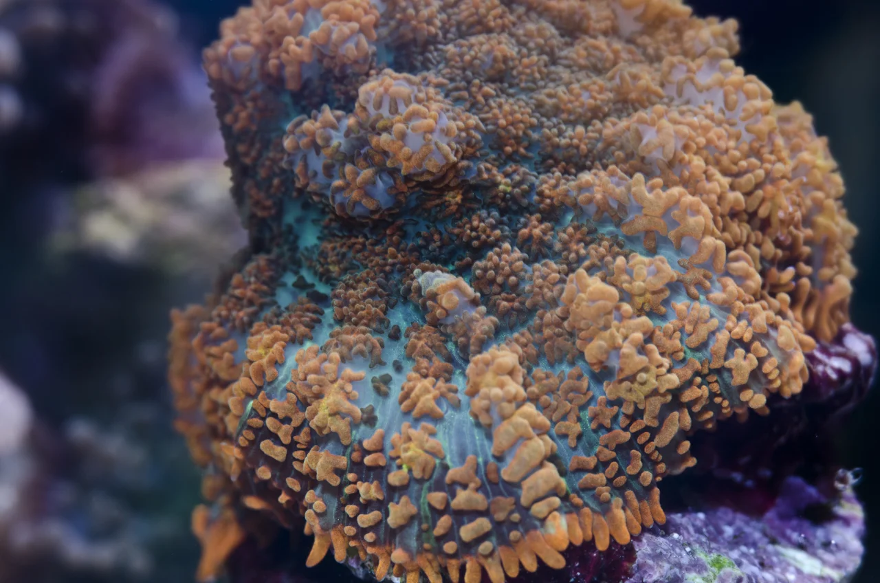 mushroom anemone.jpg