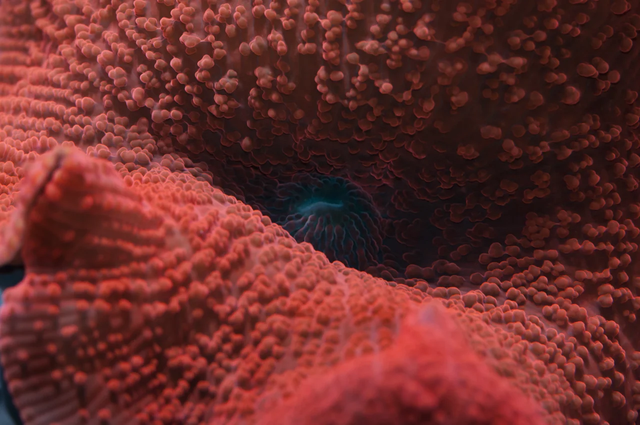 Mushroom corallimorph Actinodiscus nummiformis.jpg