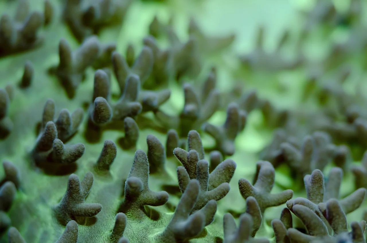 mushroom tentacles.jpg